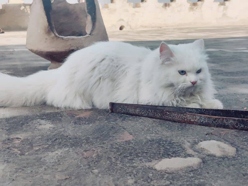 Persian cats 1