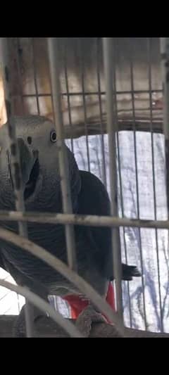 African Grey Parrot Male