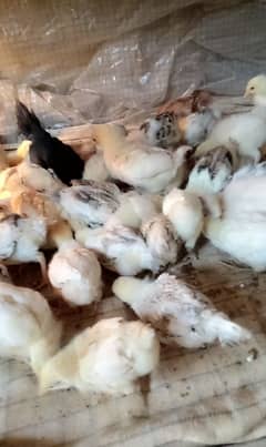 Golden misri chicks available