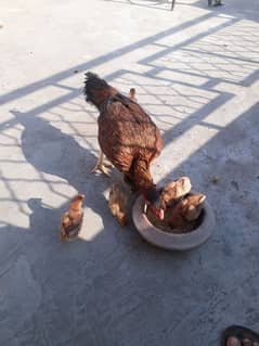 hint maadi and 6 chiks for sale healthy and active