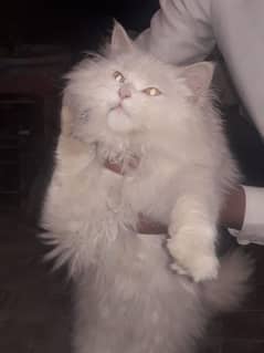 Persian cat for sale