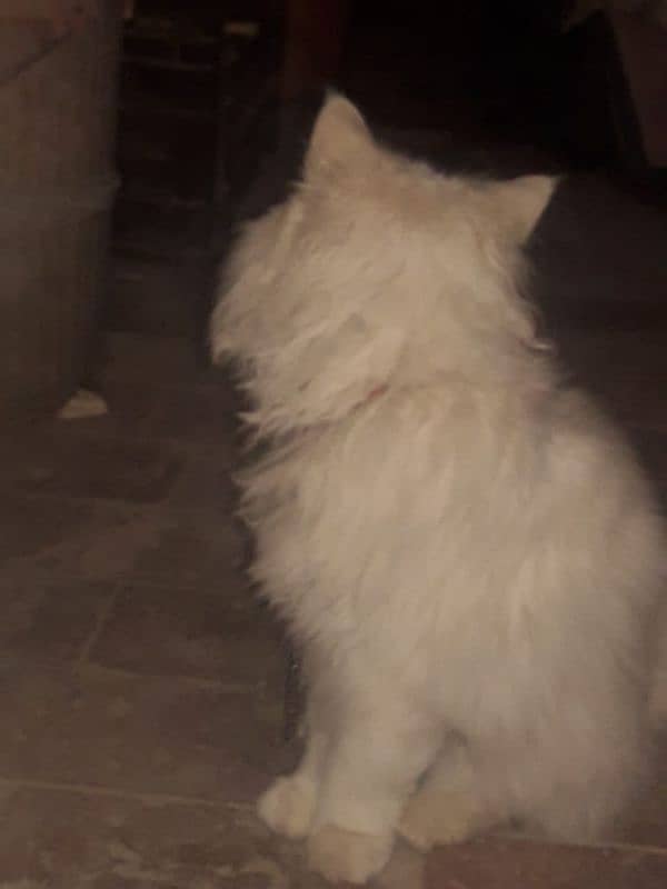 Persian cat for sale 1