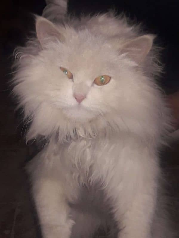 Persian cat for sale 3