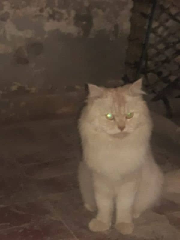 Persian cat for sale 4