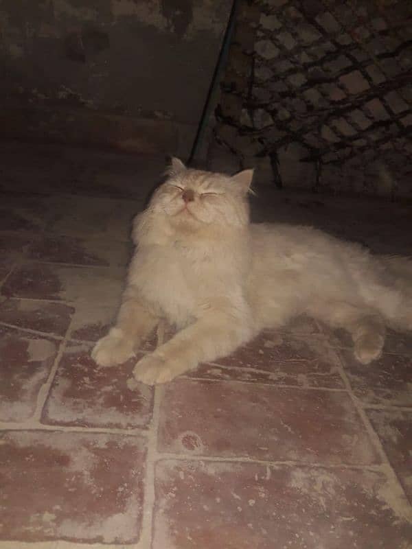 Persian cat for sale 5