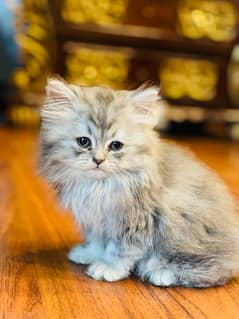 persian kitten