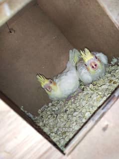 common white red eye cockatiel chicks for sale