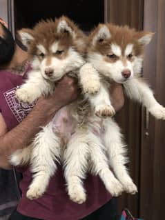 2 male puppies up for new homes