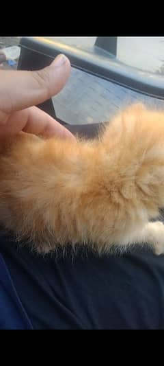 Persian kitten triplecoated