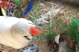 Zebra Finch breeder pair with cage.