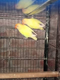 love birds creamino ,decino,albino red bule2, fisher