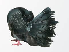 English Fantail Pigeons