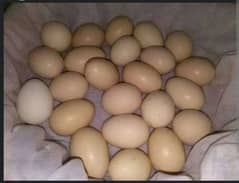 high quality KY imported aseel eggs Andy for sale