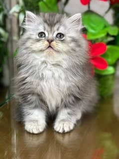 persian kitten