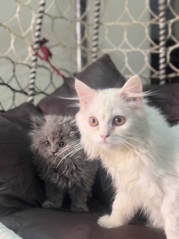 minto for sale double coated 5 month kitten 0