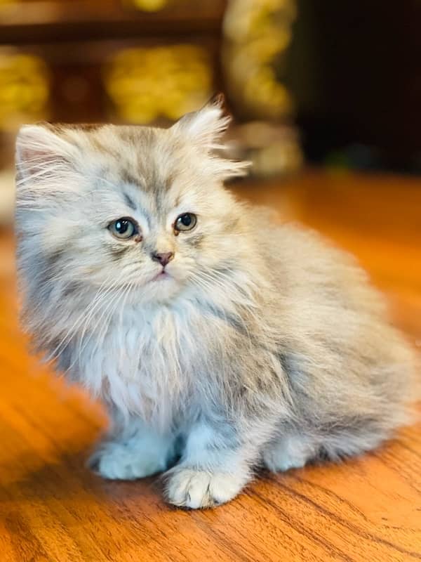 persian kitten 2