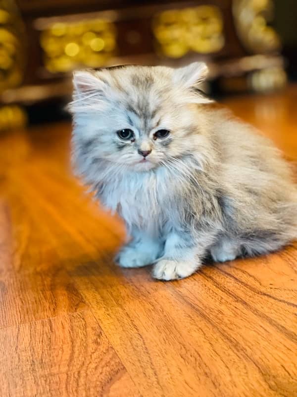 persian kitten 3