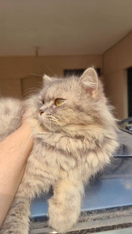 Persian Female Cat 0