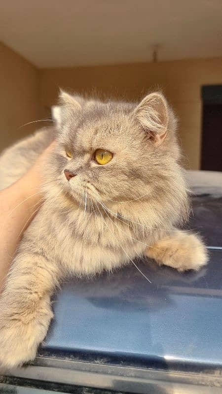 Persian Female Cat 3