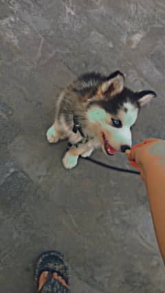 blue eyes husky female