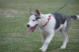 husky male pup 3 months old playful and active