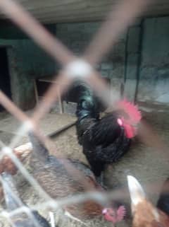 Australorp breeder male for sale