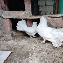 lakka white pair laka white breeder pair