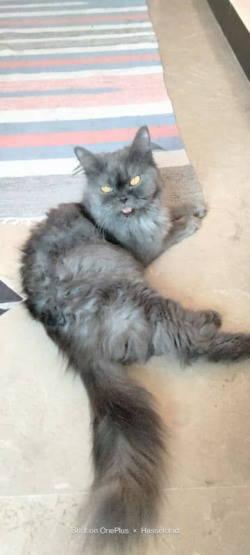 Persian cat double coated yellow eyes 3