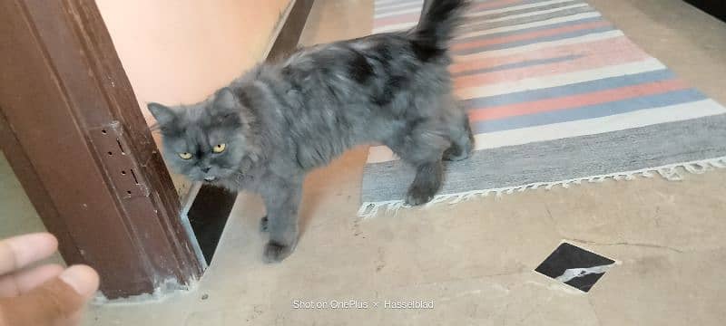 Persian cat double coated yellow eyes 4