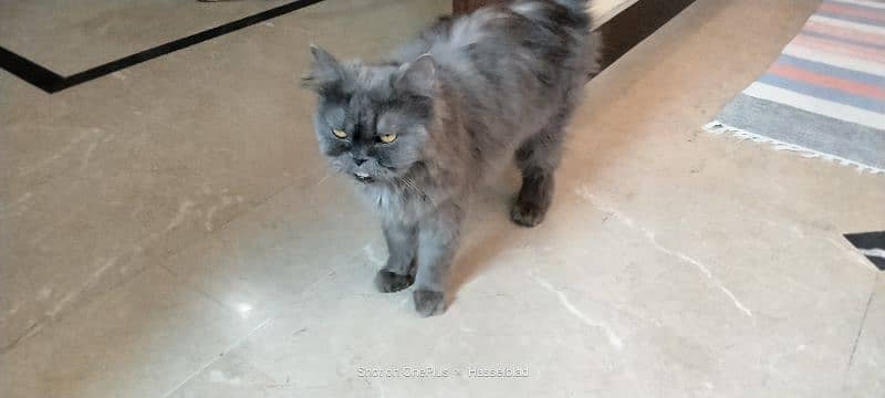 Persian cat double coated yellow eyes 5