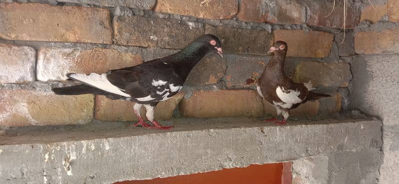 Israeli pigeon 1