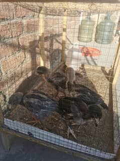 4 Thai  Super Aseel Chicks Available