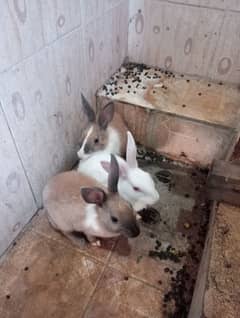 Rabbits