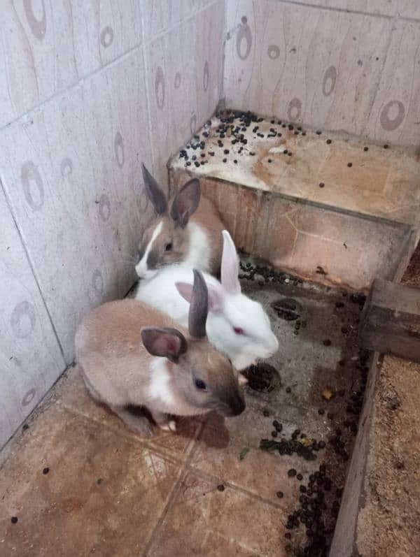 Rabbits 03085252454 usman 0