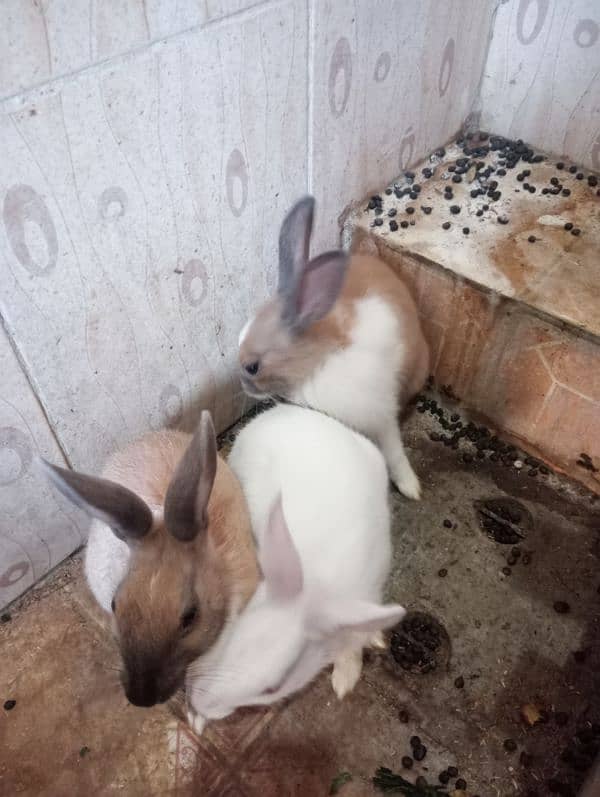 Rabbits 03085252454 usman 1