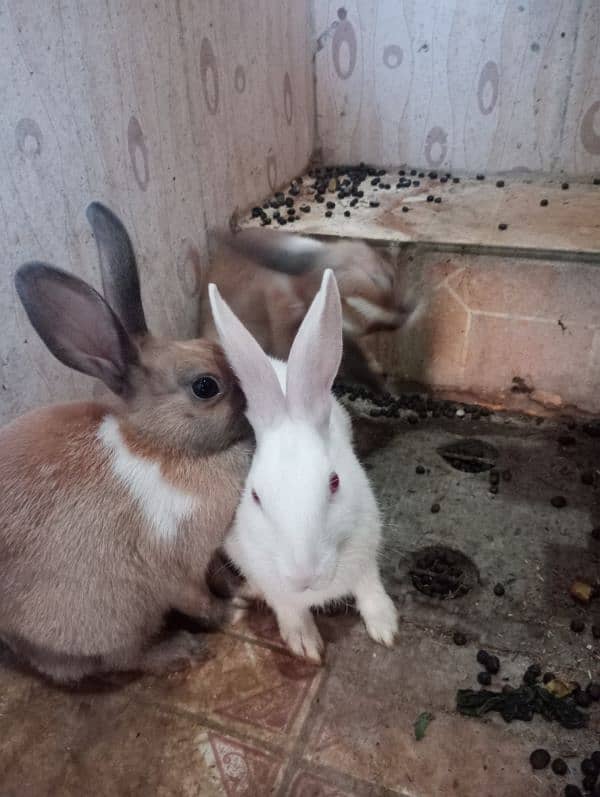 Rabbits 03085252454 usman 2