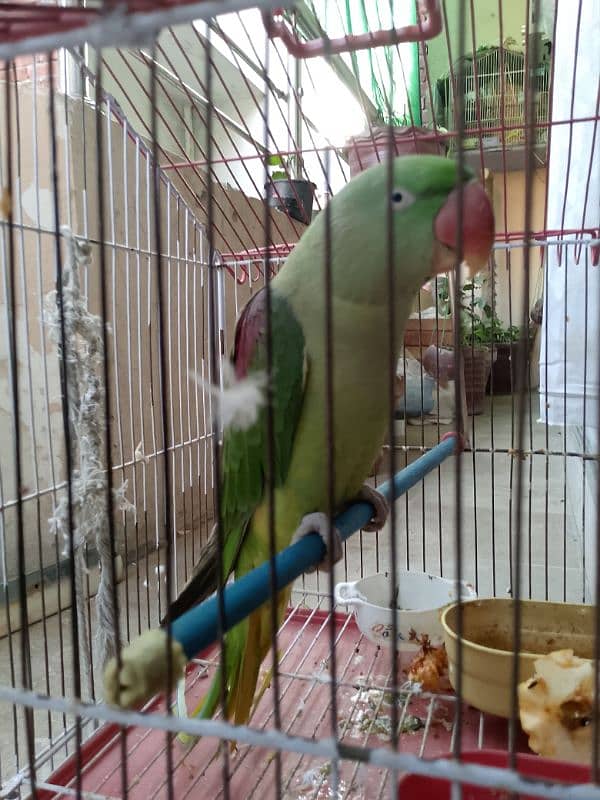 Raw Parrot for sale. 0