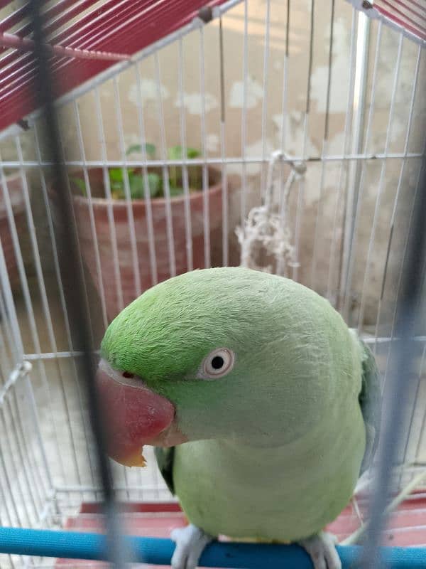 Raw Parrot for sale. 1