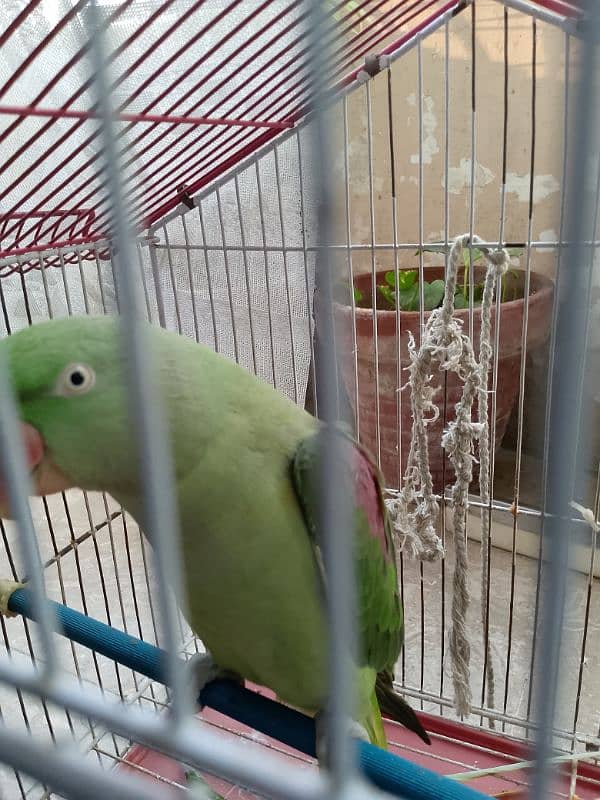 Raw Parrot for sale. 3