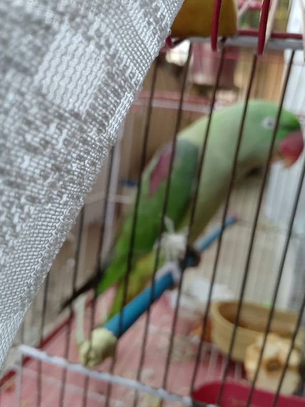 Raw Parrot for sale. 4