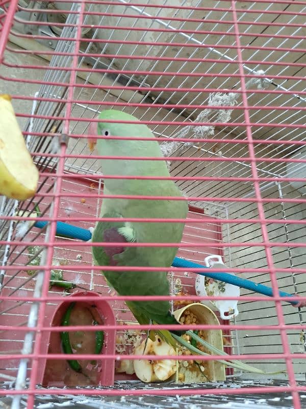 Raw Parrot for sale. 5