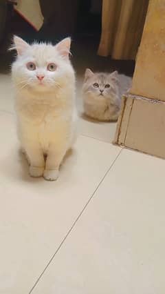 Persian kittens