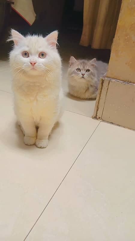 Persian kittens 0