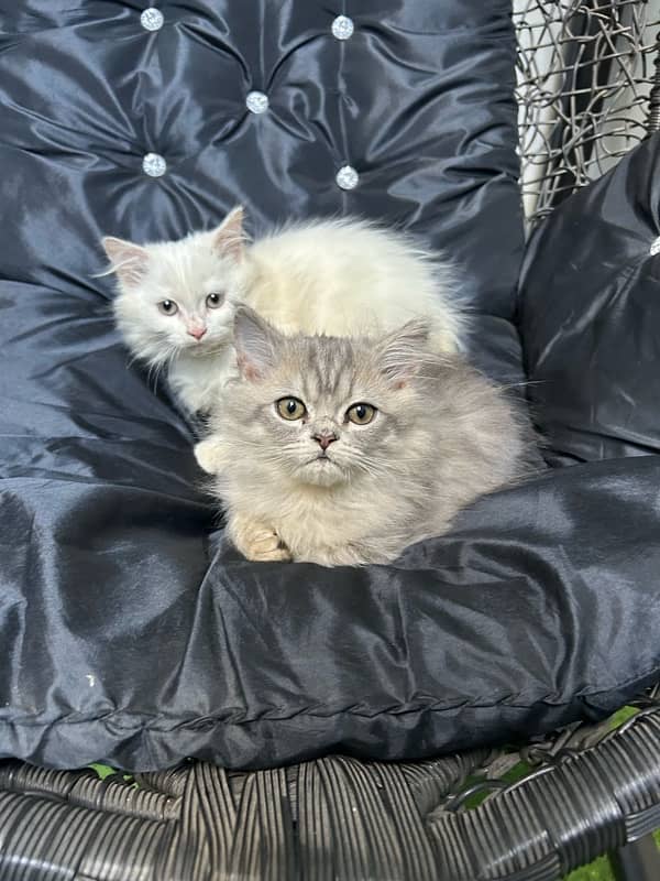 Persian kittens 1