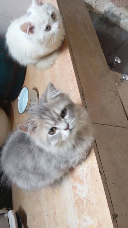 Persian kittens 2