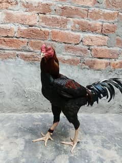 pure Pakistani bird