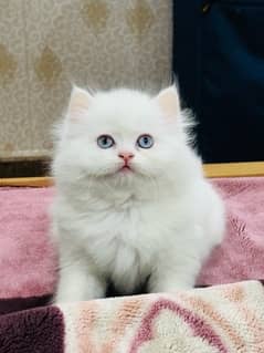 punch face teady bear Snow White male kitten Now Available