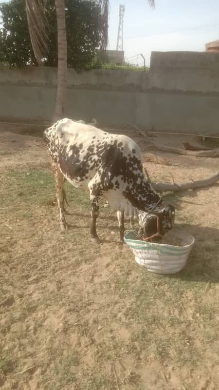 cow & calf for sale 2