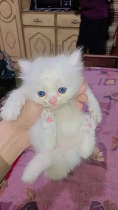 Persian cat/ baby cat/ persian baby/ 3 cats/ cats