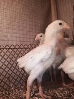 White o shamo chicks / shamo / chicks / hens / aseel / murga / fancy